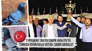 Takla pigeons  Голуби турецкая такла  Turkish oyun kuşu ustasi Sabri Akbulut  güvercinleri