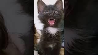 black cat viral video   reaction #cat #viral #funny #shorts #youtubeshorts