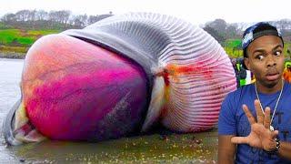 dead whale explodes on camera...