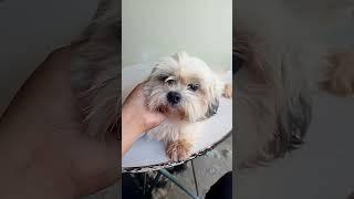 HOME SERVICE DOG GROOMING AT POZORRUBIO PANGASINAN