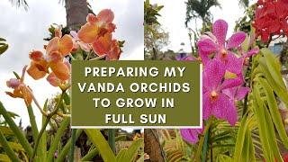 Vanda Orchid Care for beginners  How I train my Vandas to grow in Full Sun