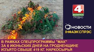 В рамках спецпрограммы Мак за 6 июньских дней на Гродненщине изъято свыше 419 кг. наркосырья