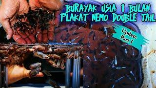 Burayak Plakat Nemo Double Tail Usia 1 Bulan  Update Part I