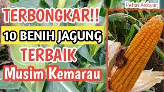 Inilah 10 Varietas Bibit Jagung Hibrida Terbaik Cocok Untuk Musim Kemarau