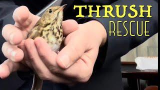 Hermit Thrush Rescue - by Mike Franzman