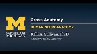 Nervous System CNS Gross Anatomy