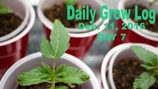 Daily Cannabis Grow Log - Dec. 11