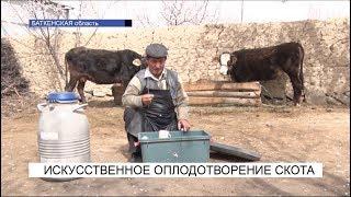 Искусственное оплодотворение скота\NewTV