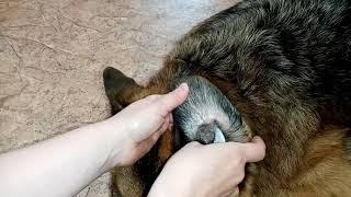 Отодектоз ушной клещ у собаки  отзыв на капли Отидез