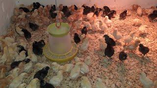 Выращивание цыплят несушки. Пропойки вакцинация температура освещение