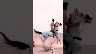 horse videos cute moment of the horses медведь бэкком агент 008