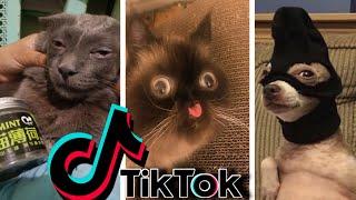 Funniest TikTok Dogs and Cats #52 - Try Not to Laugh with TikTok Animals 2020  OnPets Sparkle