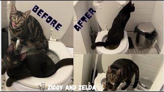 HOW TO TOILET TRAINING 2 CATS at ONE TIME step by step CitiKitty TOILET TRAINING UPDATE.