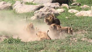 Lions Pride Death Fight
