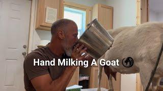 Hand Milking and The Value of Goat Milk