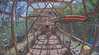 LIVE - Dania Beach Monkey Sanctuary - East Wing