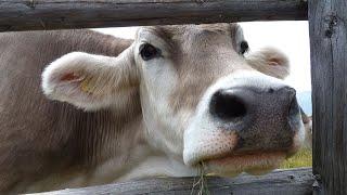 Cow Moo Sound Effect  Cow Mooing Sounds  Cow Moo Sound  Cow noises  No Music