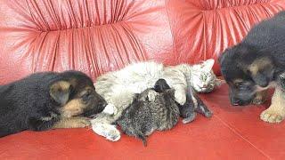 German Shepherd Puppy Meets Mom Cat with Newborn Kittens for the First Time