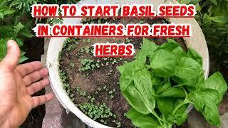 How to Start Basil Seeds in Containers for Fresh Herbs#basil #gardening #containergardening #herbs