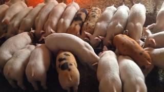 Выращивание свиней в домашних условиях  Как заработать на месячных поросятах