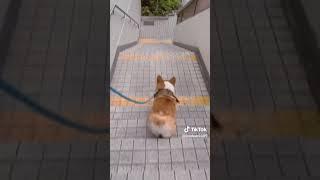 BRAKING DOWN STAIRS VS DOG 5 #brakingdown #dog