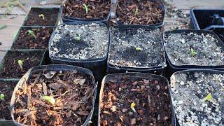 Germinate the difficult leucospermum from seed protea - the easy way - with a surprise ending