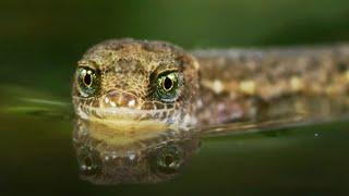 The Unsinkable Lizard  A Perfect Planet  BBC Earth