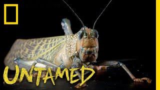 The Ever-Evolving Giant Grasshopper  Untamed