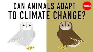 Can wildlife adapt to climate change? - Erin Eastwood