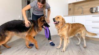 Jealous Dogs Fight for Moms Attention