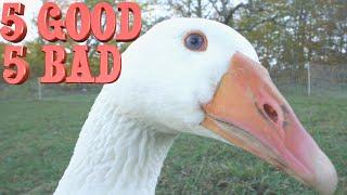 10 Things Ive Learned Raising Geese