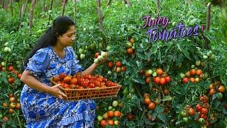 Dorfmädchen und ihr Bruder ernten Tomaten Habe so viele Tomatengerichte gemacht.