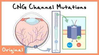 CNG Channel-Related Retinopathy Explained Phototransduction in Retina  Originals