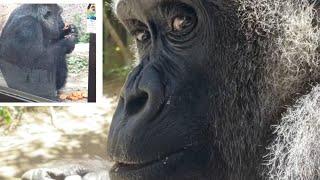 Worried about Nene but Genki is fine. Genki is energy in Japanese. Gorilla｜Momotaro family