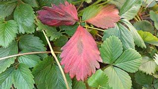 Почему у клубники краснеют листья что делать и причины