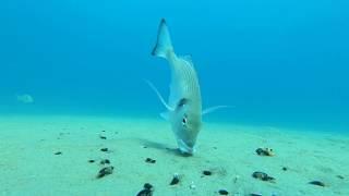 Gilt head sea bream feeding on the sea deep - Orate mangiano sul fondo del mare