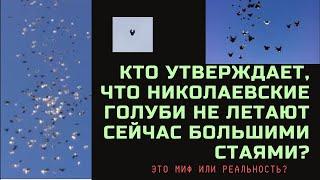 Кто утверждает что николаевские голуби не летают сейчас большими стаями? Это миф или реальность?