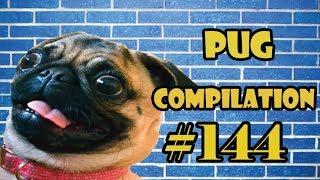 Pug Compilation 144 - Funny Dogs but only Pug Videos  Instapug