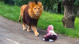 When Lion Saw This Boy On The Road What He Did Next Left Everyone In Shock