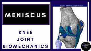 Knee Joint Anatomy Introduction-Meniscus and its Function