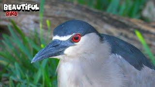 Stunning Appearance Of a Great Bird