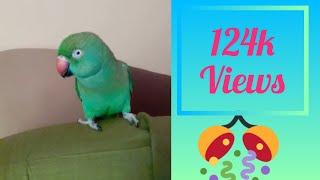 Talking parrot meenu 