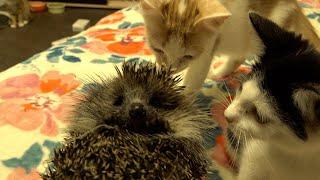 Kittens reaction to the hedgehog