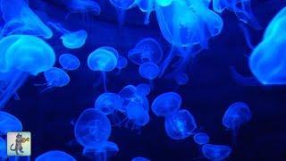 Jellyfish Aquarium  Relaxing Music for Sleep Study Meditation & Yoga • Screensaver • 3 HOURS