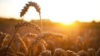 Wheat barley prices could go even ‘higher’ due to Russia-Ukraine war