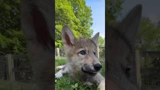 A wolf cub is one of the most adorable