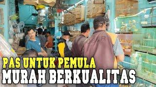 masih termurah pas buat kalangan pemula pilihan jantan berkualitas dan harganya yg murah