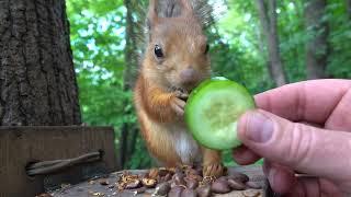 Зарисовка с милой белкой  A sketch with a cute squirrel