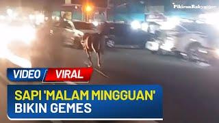 Video Viral Sapi Kurban Kabur Malam-malam di Jalan Raya Netizen Malming Dulu Ah