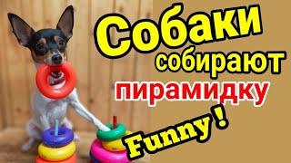 Дрессировка .Собаки собирают пирамидки.Играют все Dogs pick up ringlets.Every body playing .